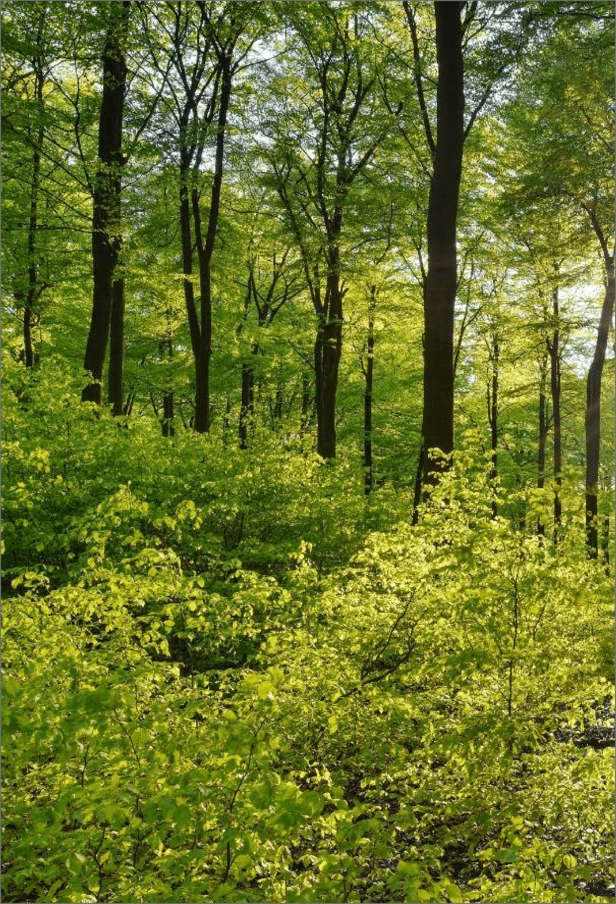 Forest background